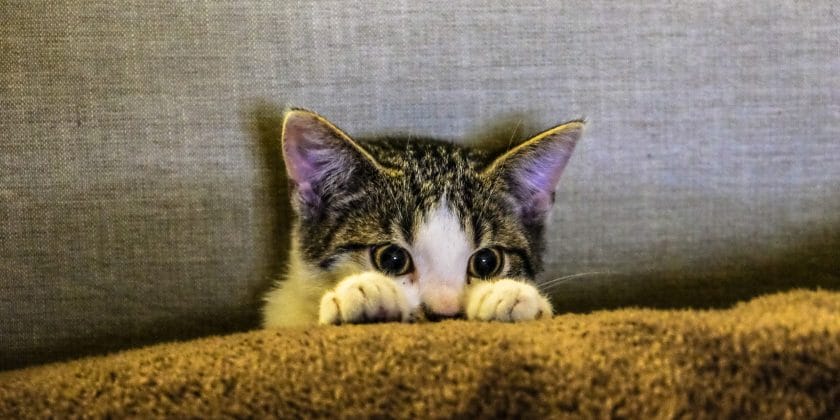 gatto