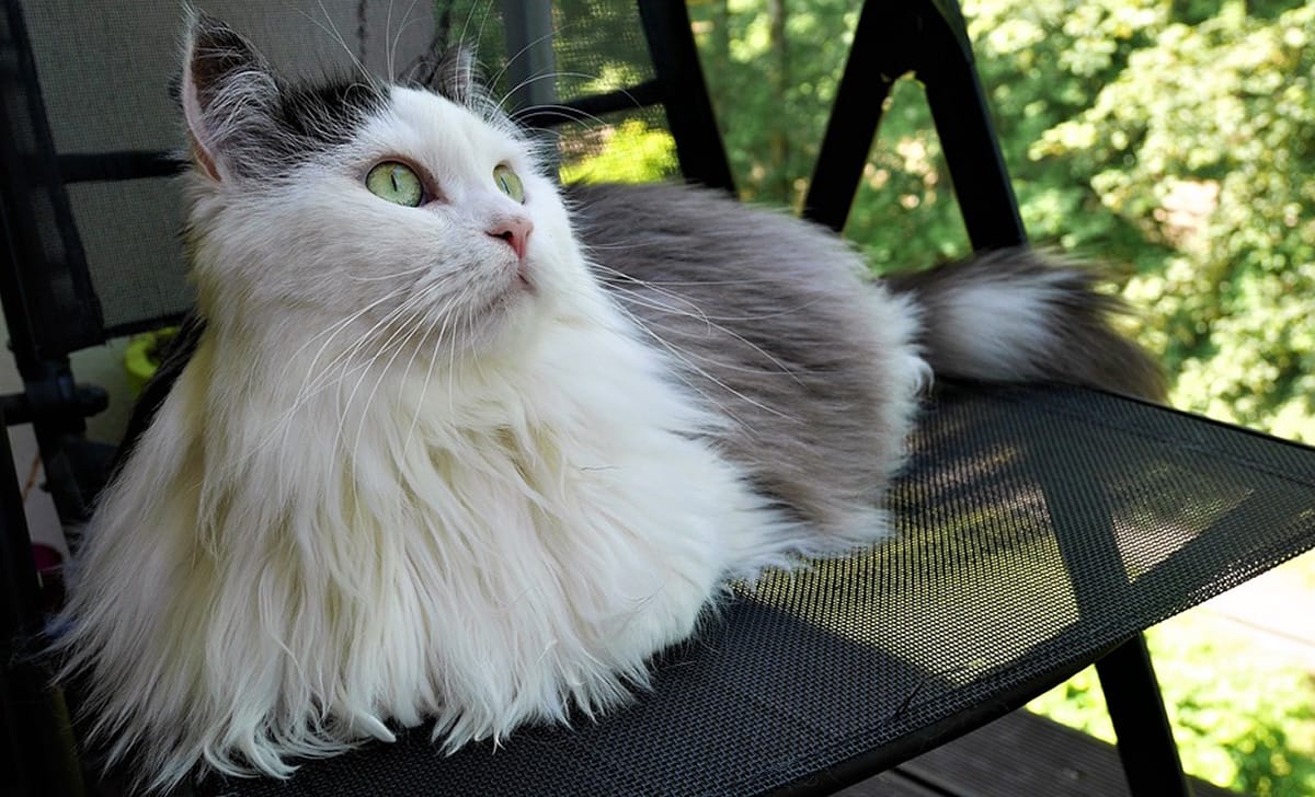 Esemplare di gatto siberiano