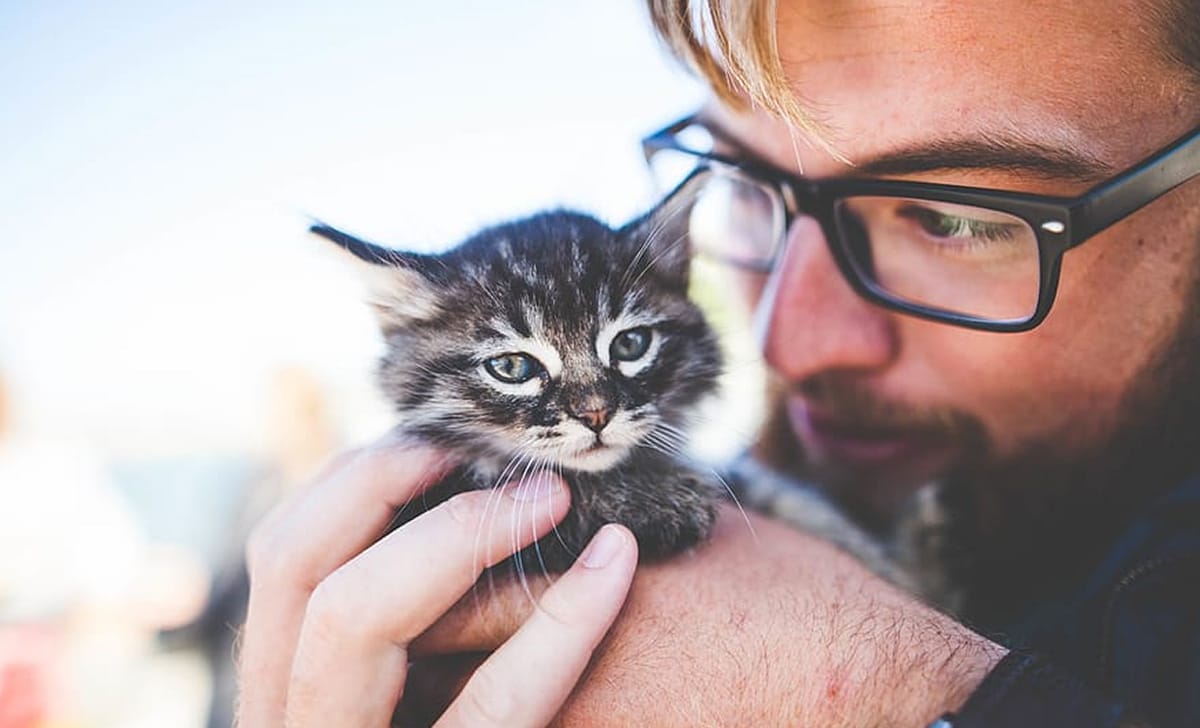 gesto d'amore verso il gattino