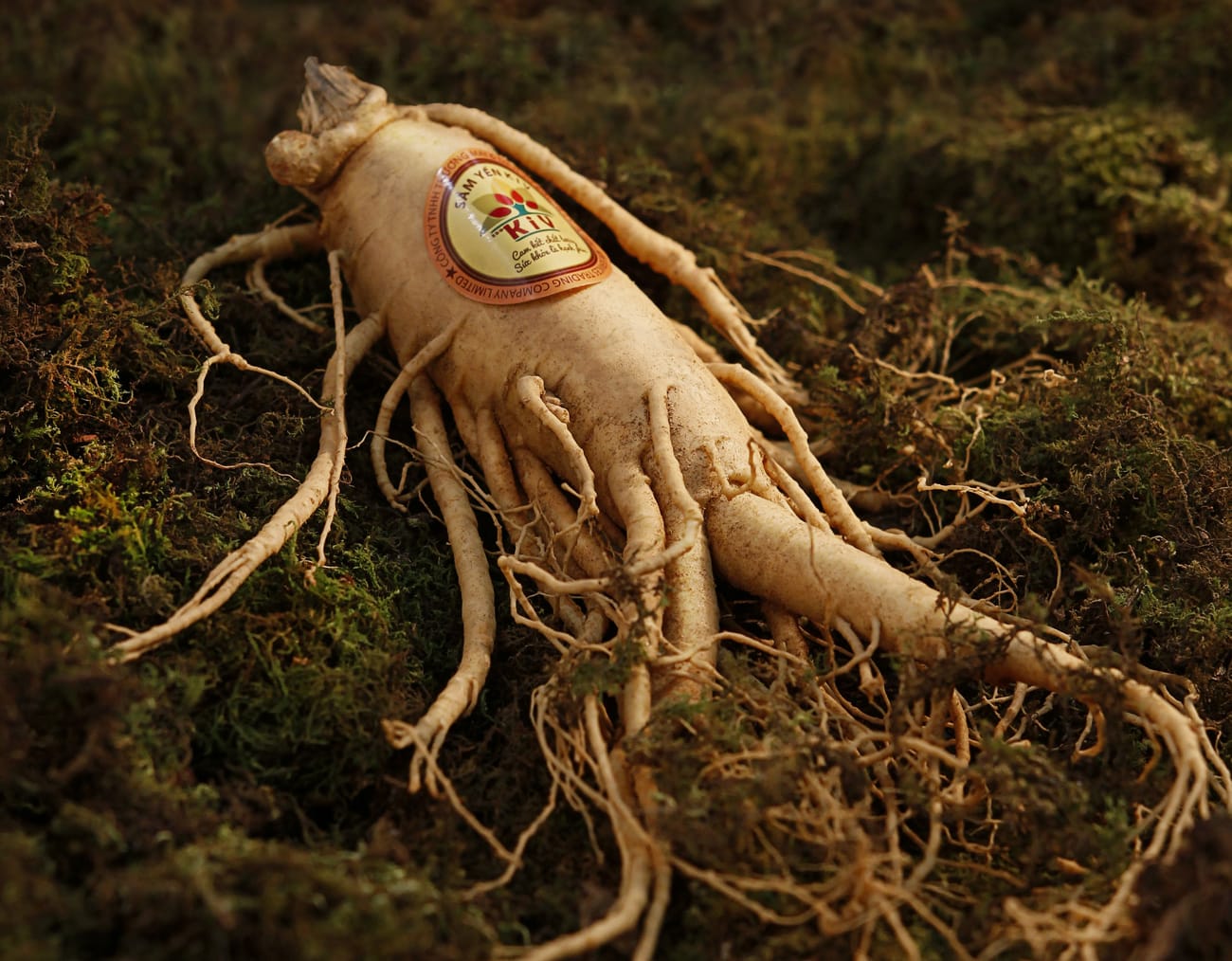 ginseng