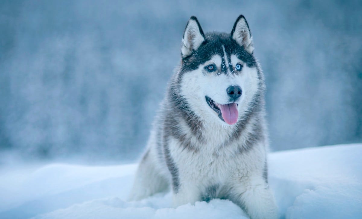 un husky sulla neve
