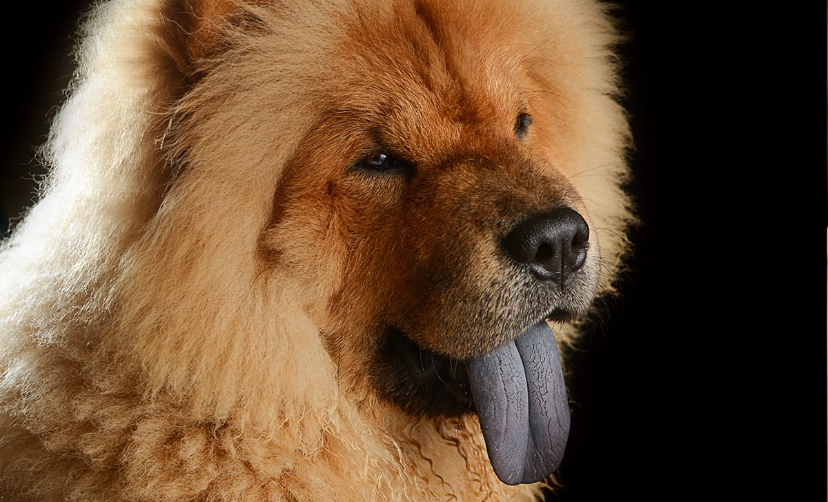 la lingua blu del chow chow