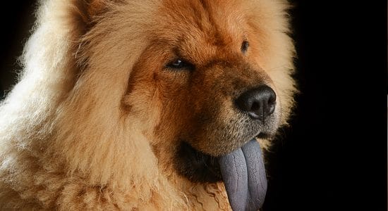 la lingua blu del chow chow
