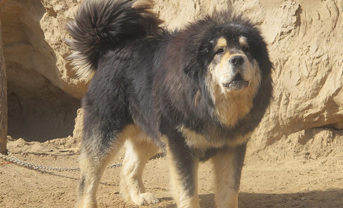 mastino tibetano