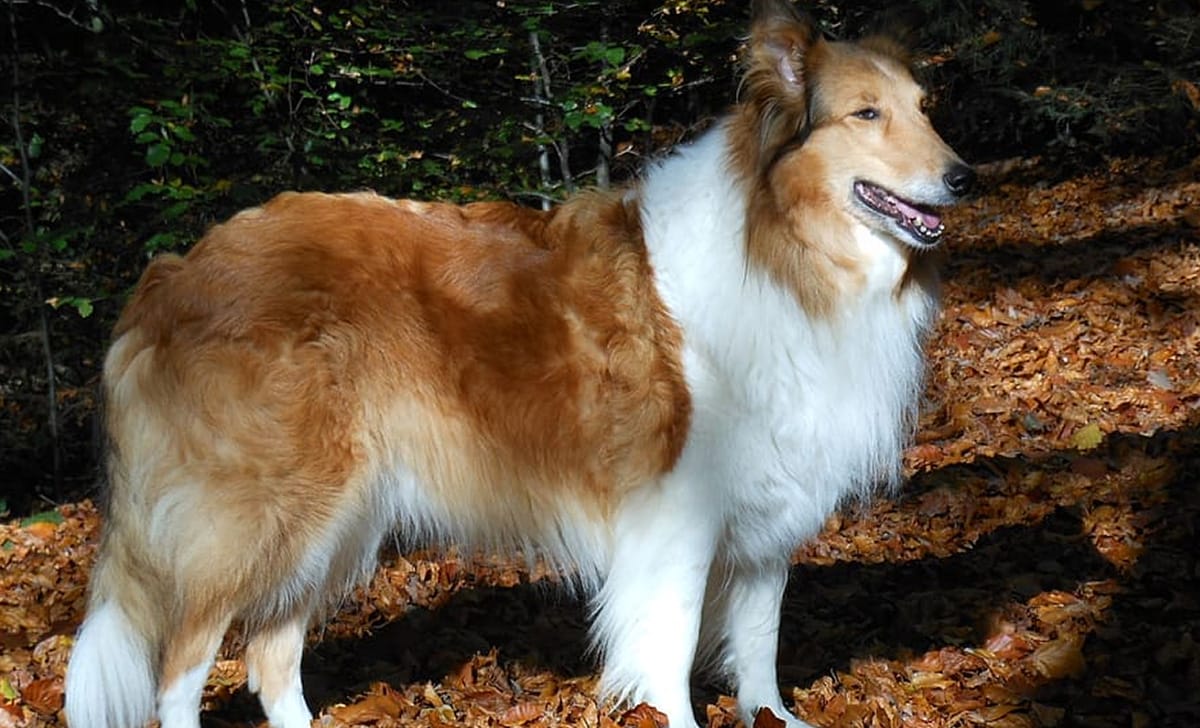 un cane di razza pastore scozzese