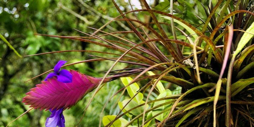 piante