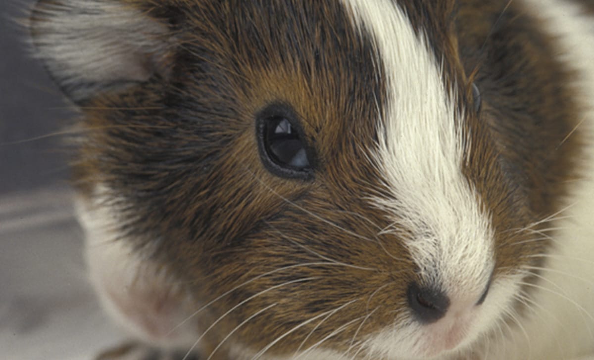 cavia porcellus o porcellino d'india