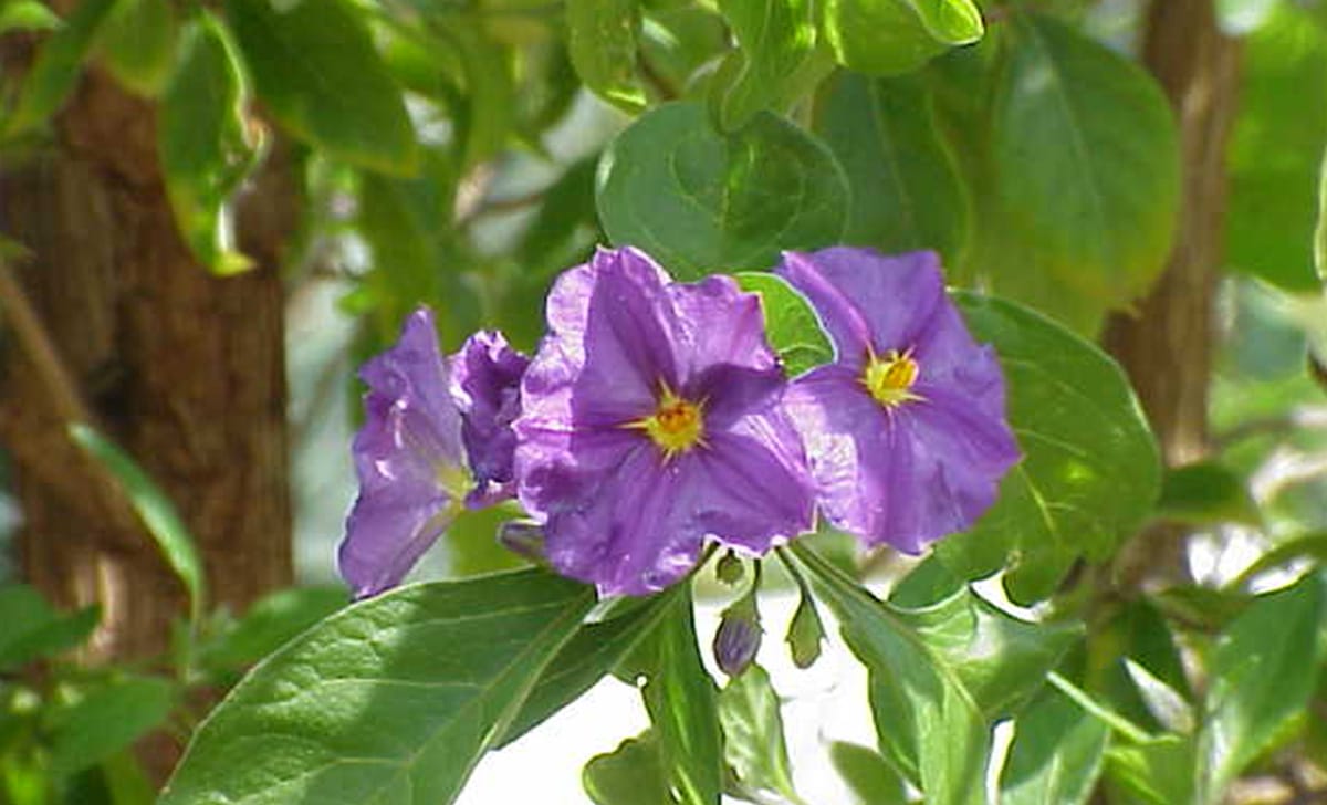 una pianta di solanum