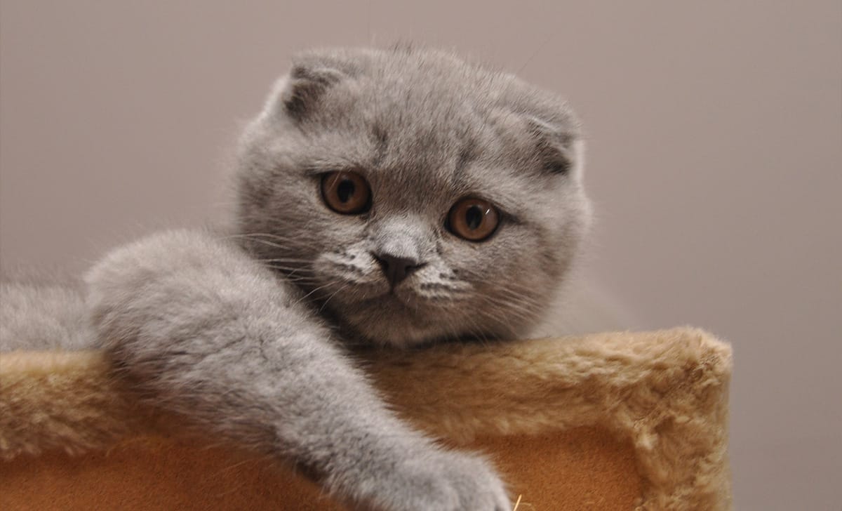 un gatto di razza scottish fold