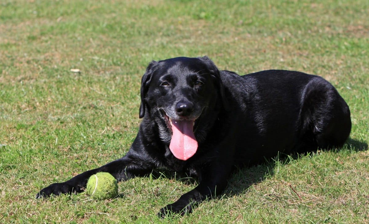 cane di taglia grande