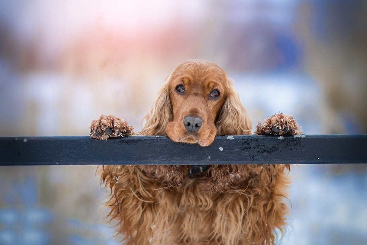 cane cocker spaniel