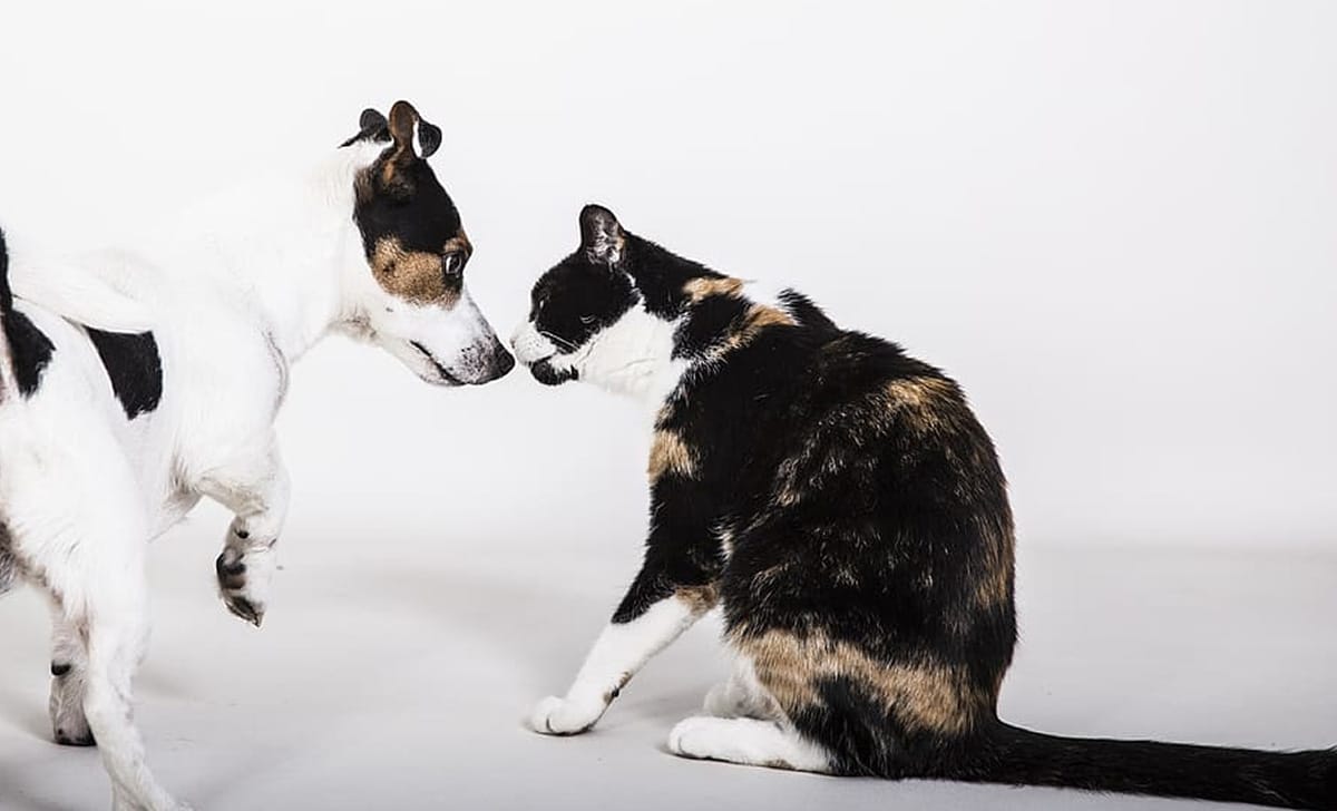 cane e gatto