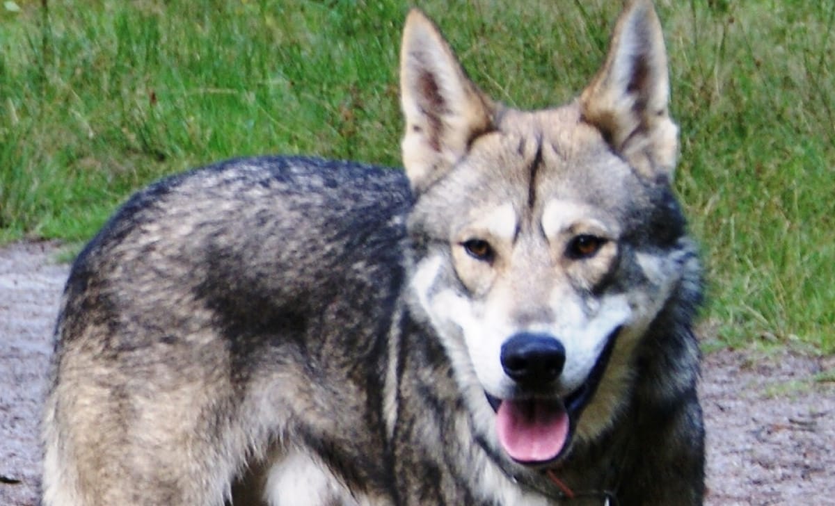 cane lupo cecoslovacco