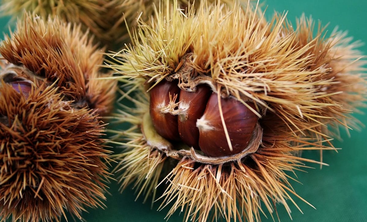 castagne