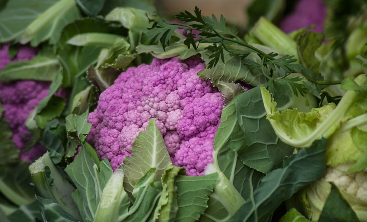 cavolfiore viola