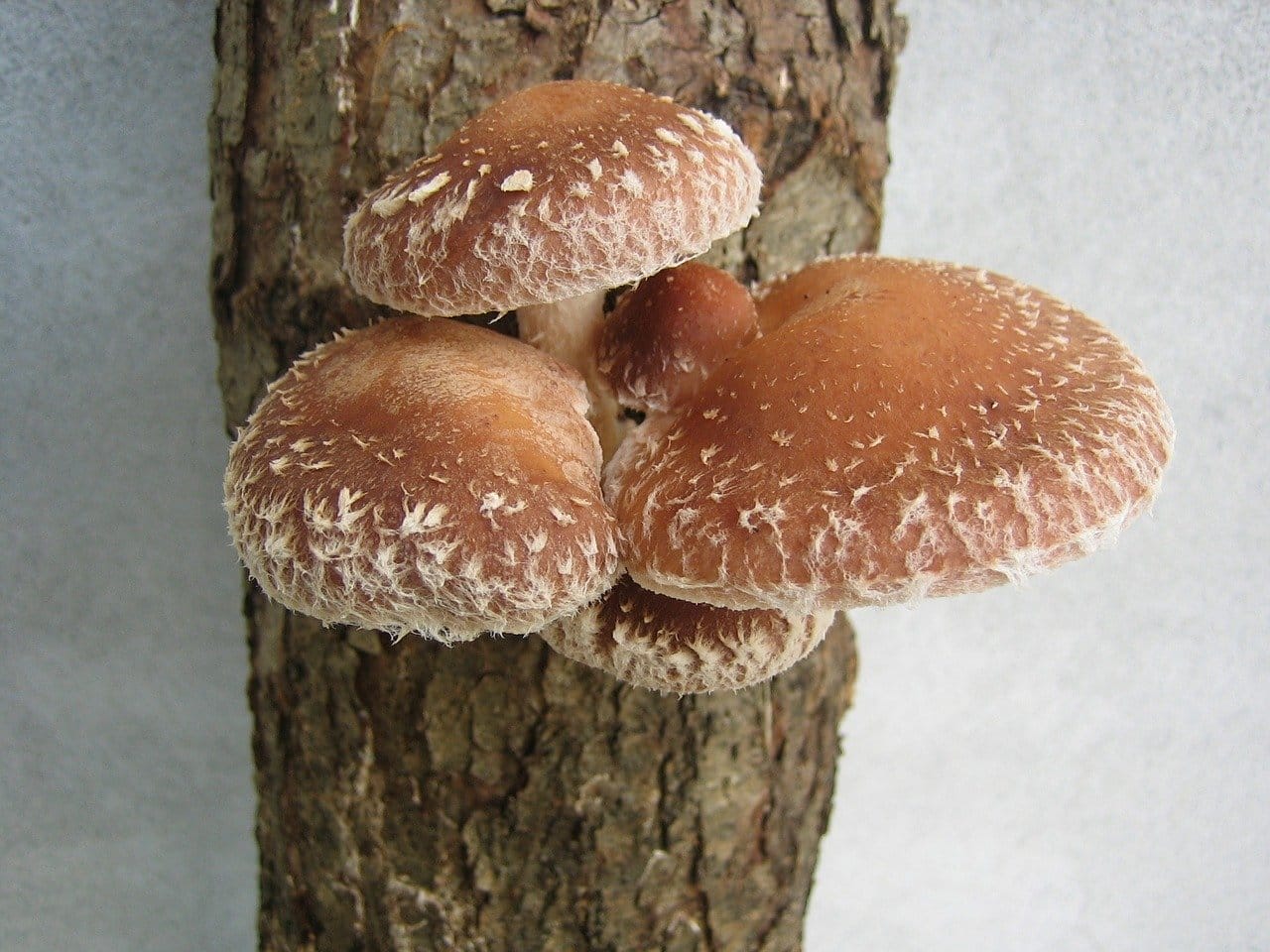 fungo shiitake