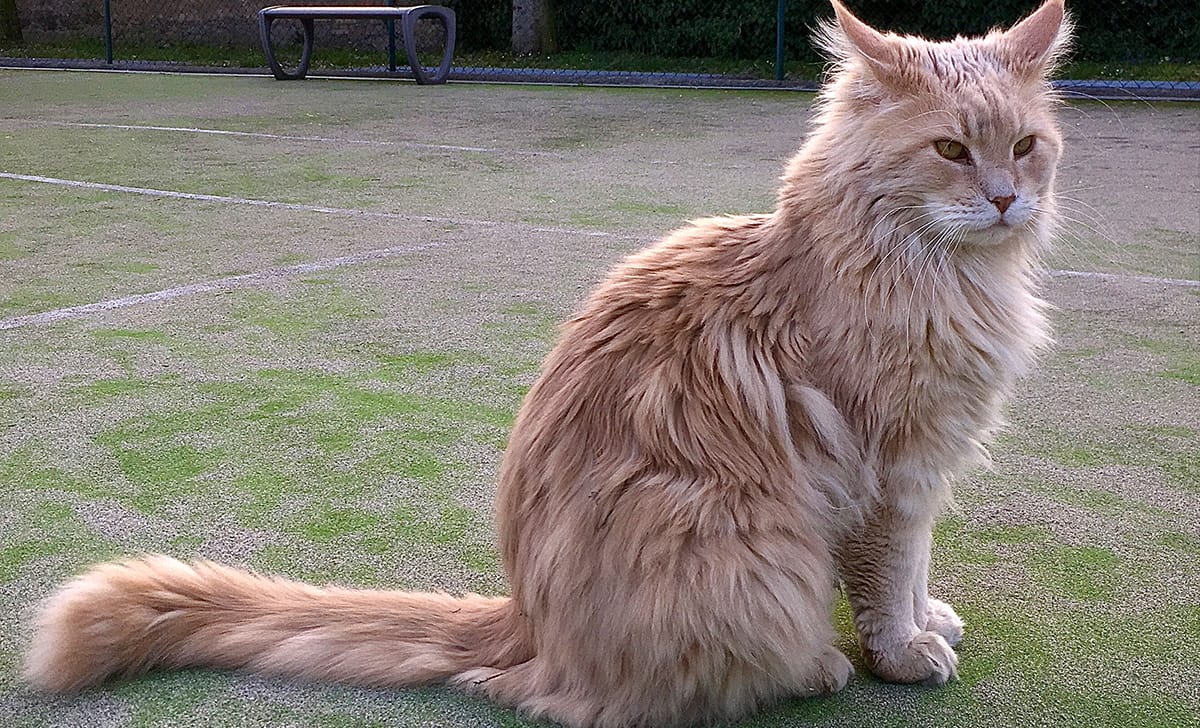 gatto main coon
