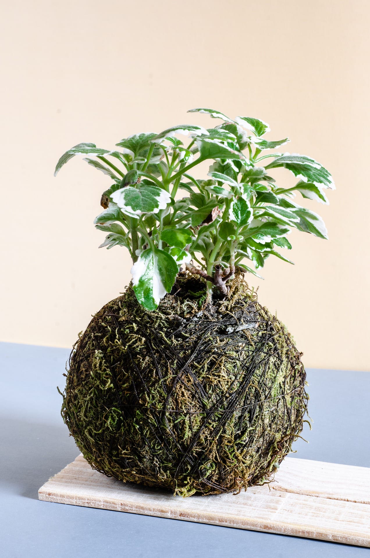 kokedama