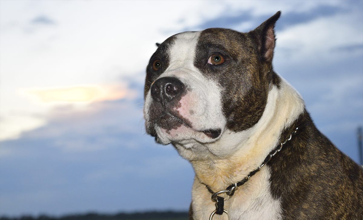 cane Pitbull