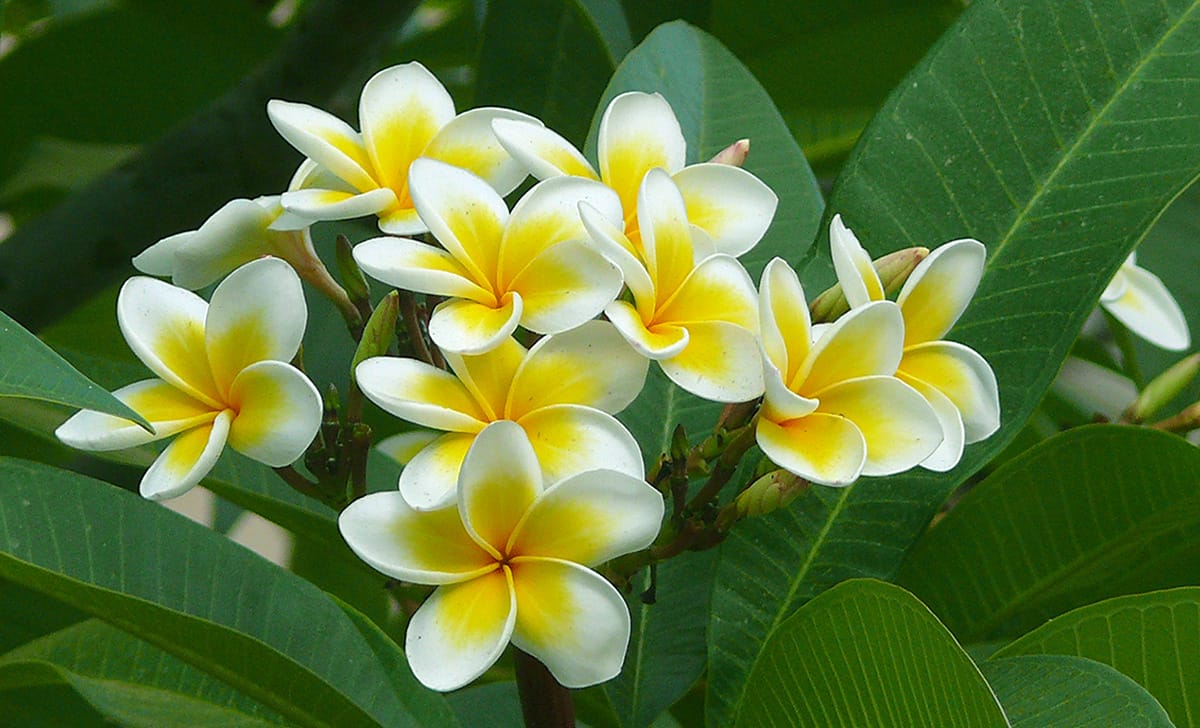 plumeria
