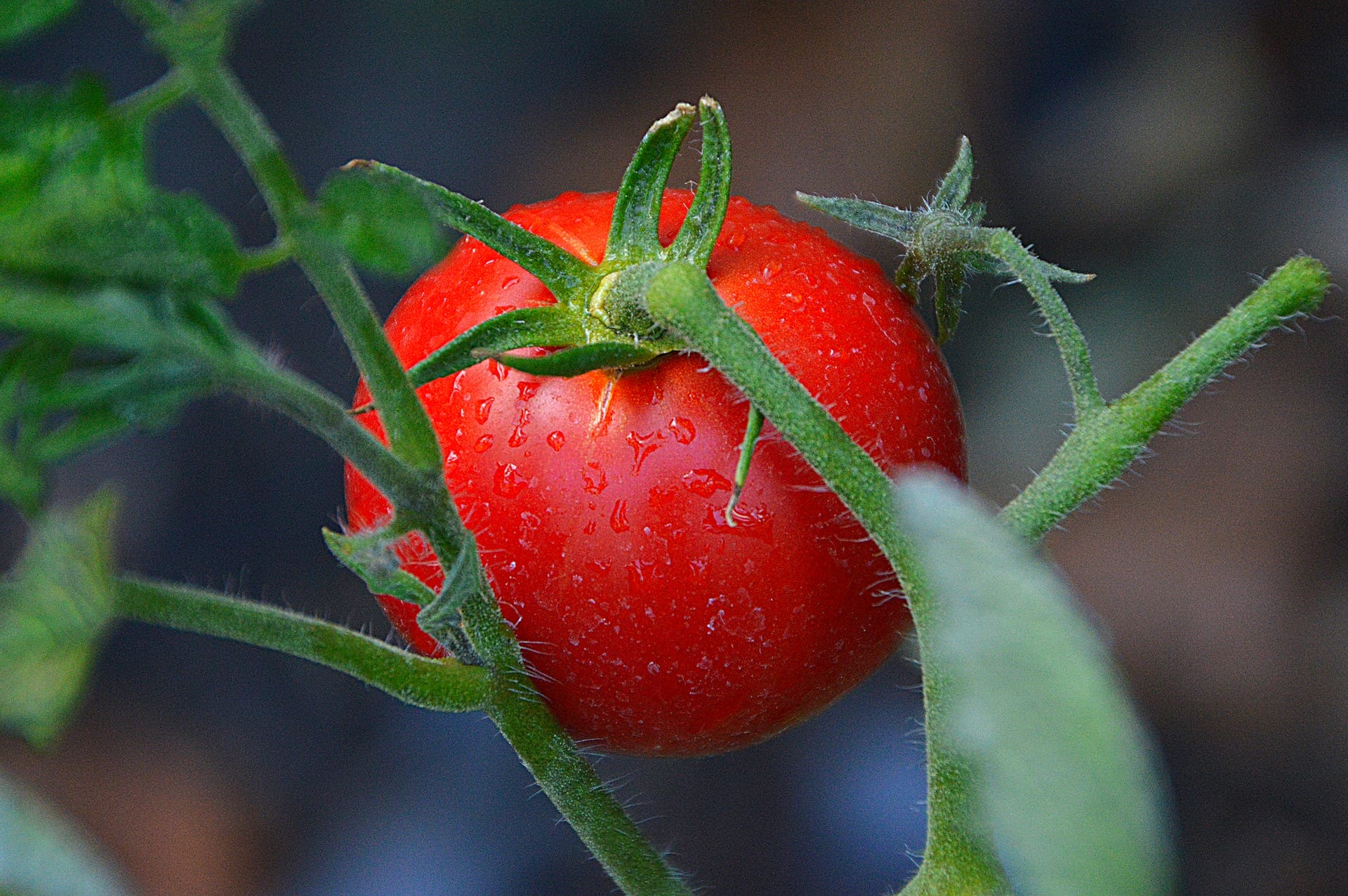 pomodori