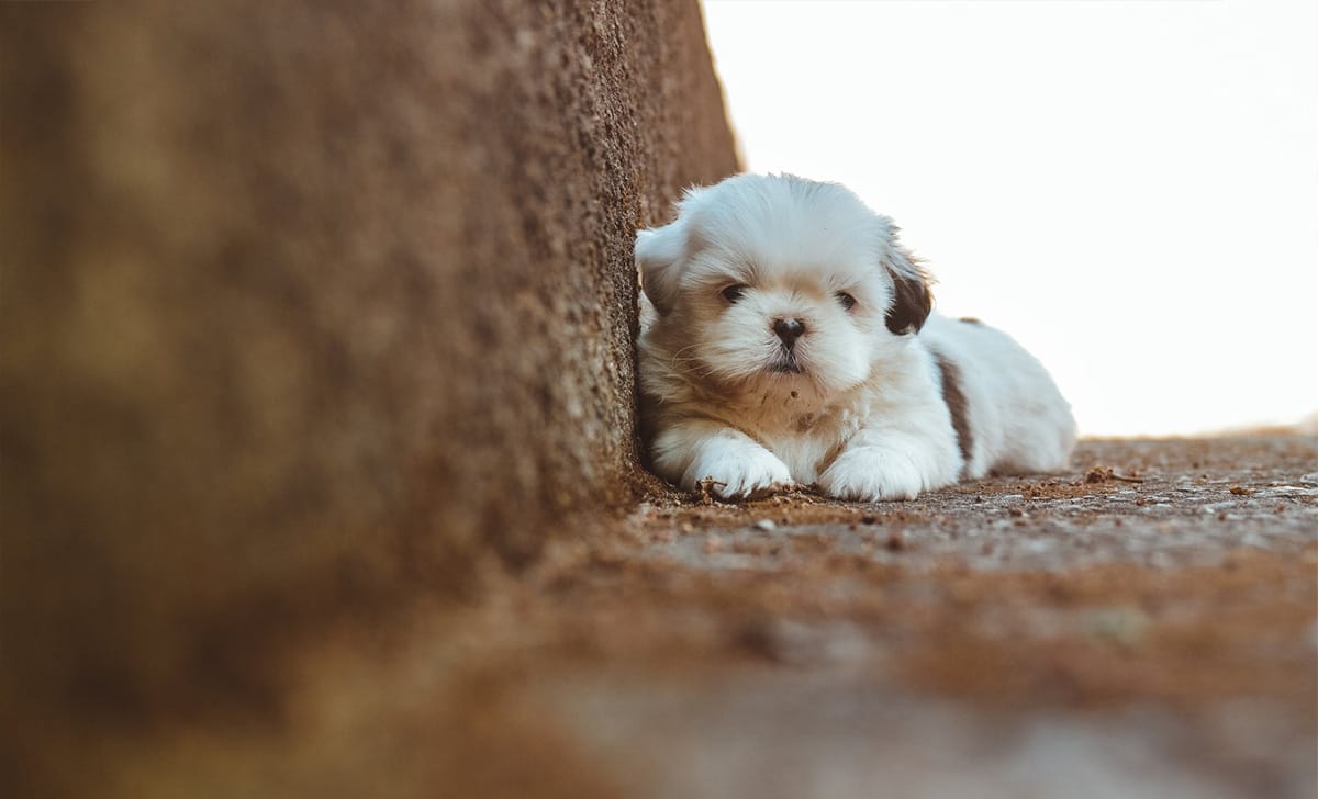 Shih Tzu