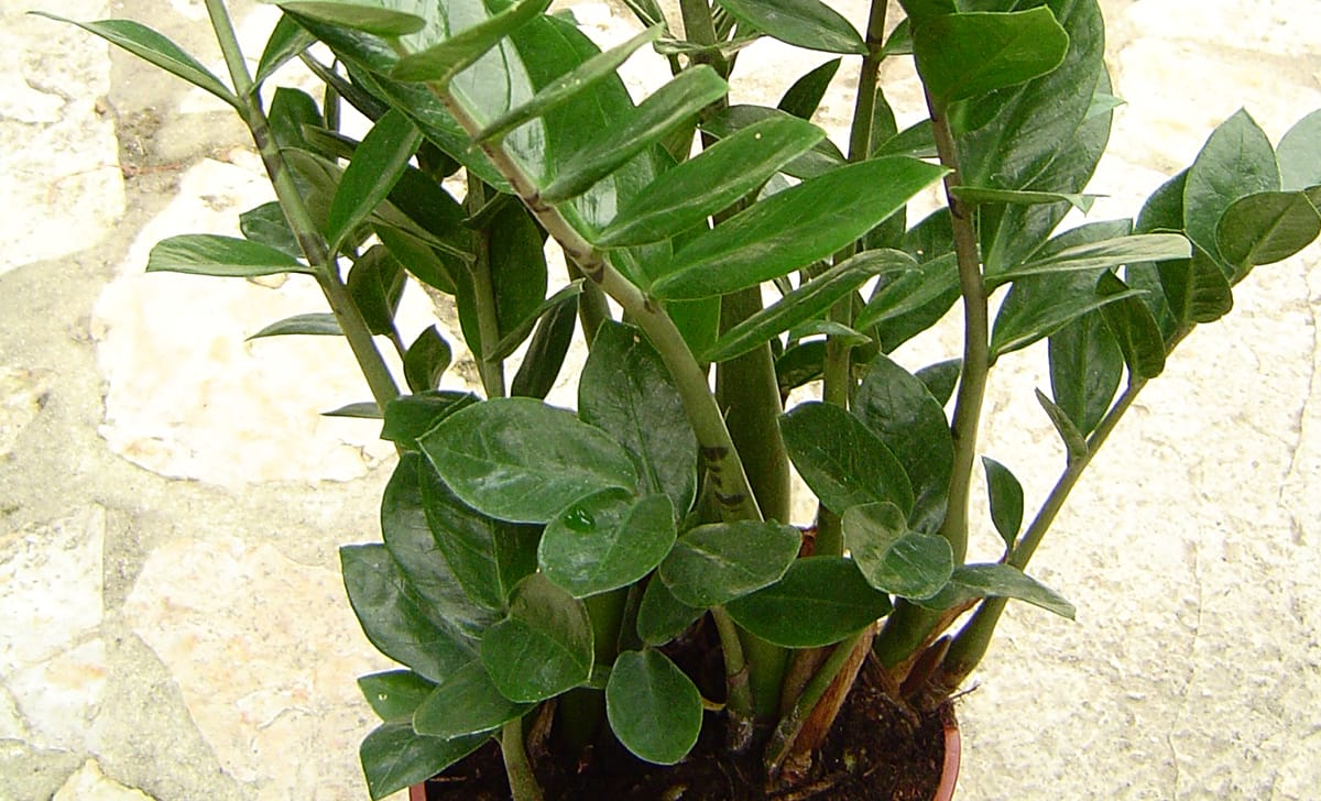 pianta, zamioculcas