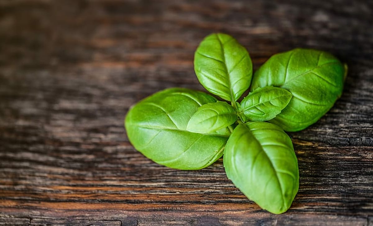 basilico