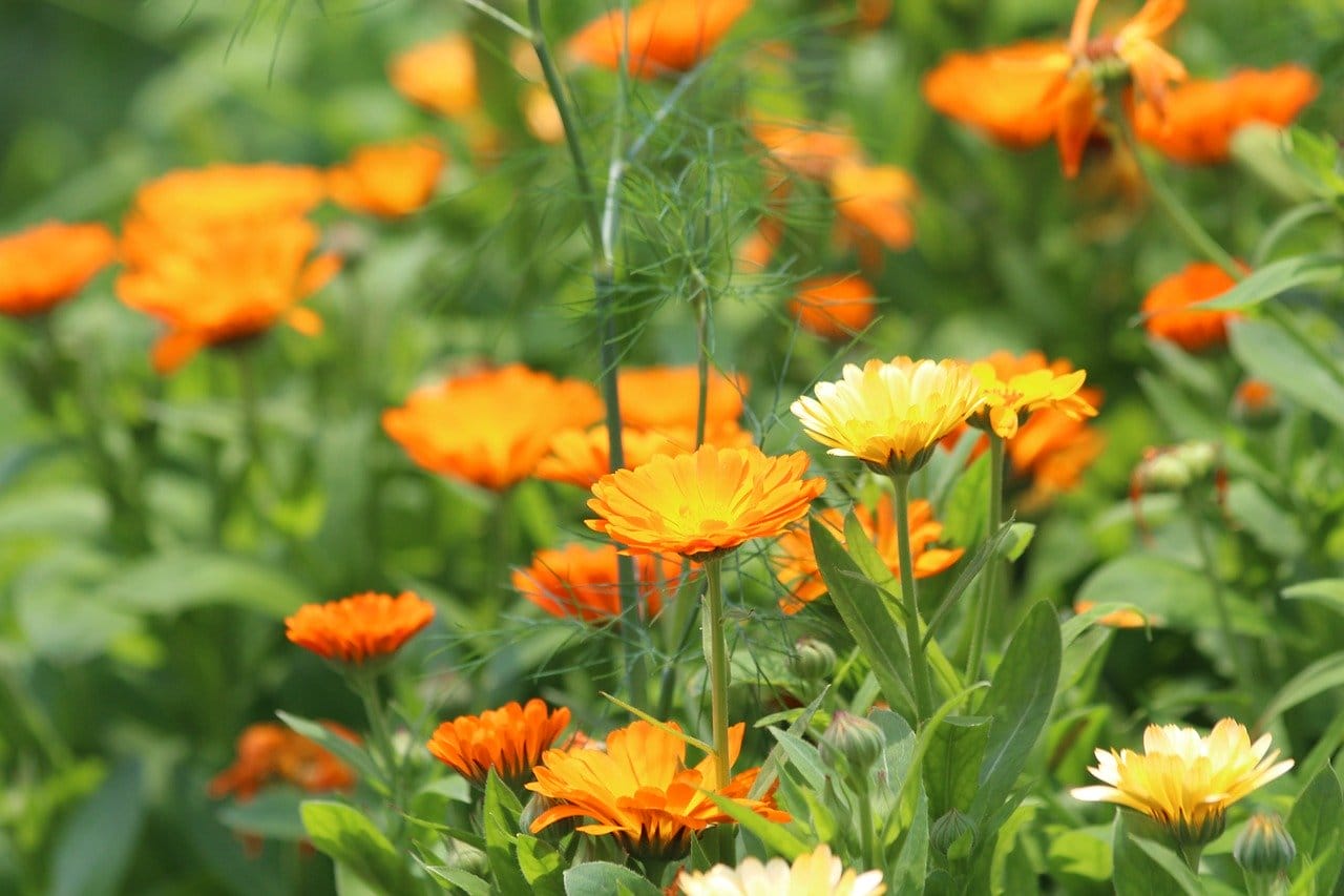 calendula