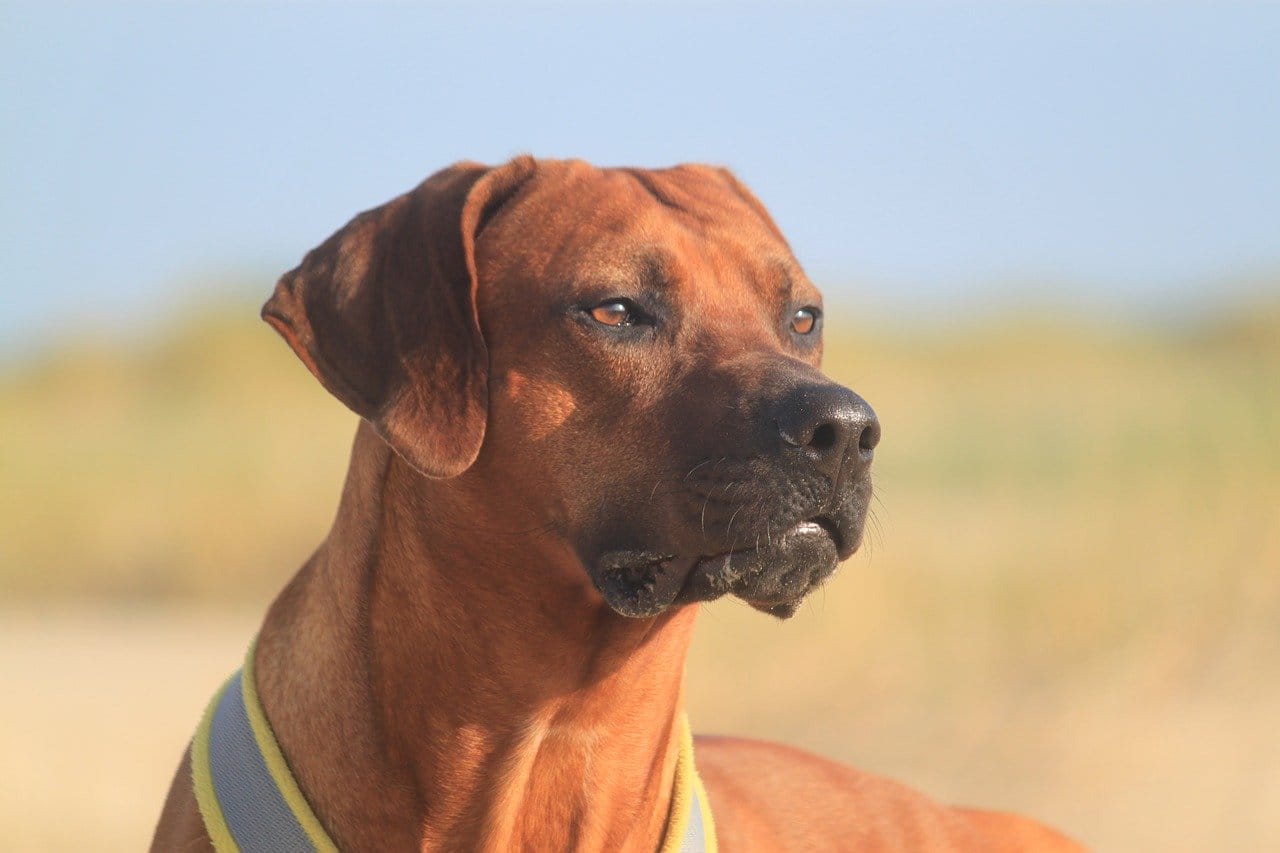 cane Rhodesian Ridgeback