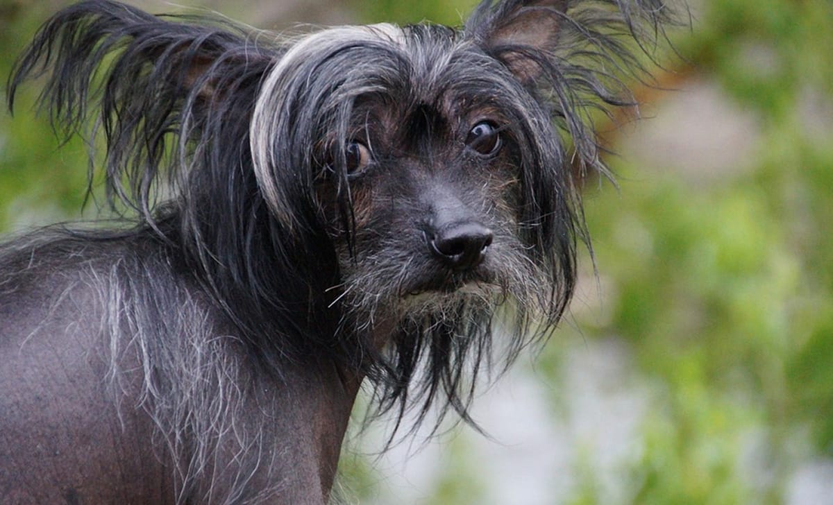 cane crestato cinese