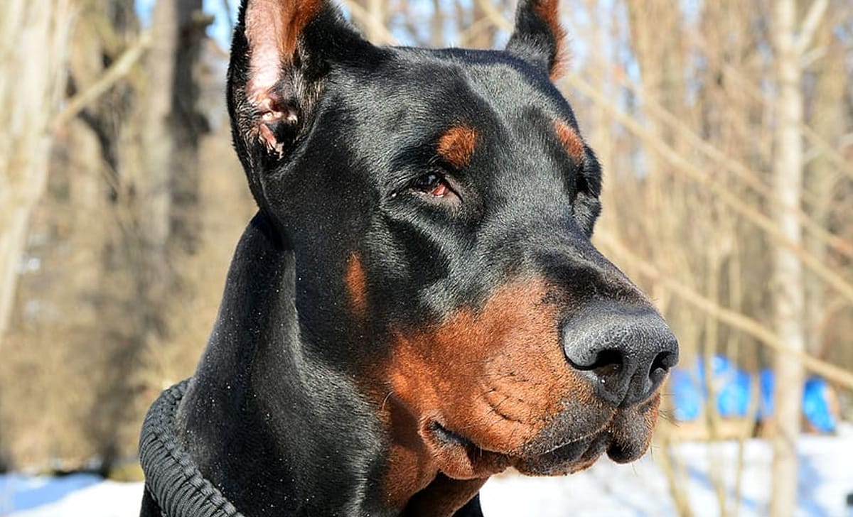 cane dobermann