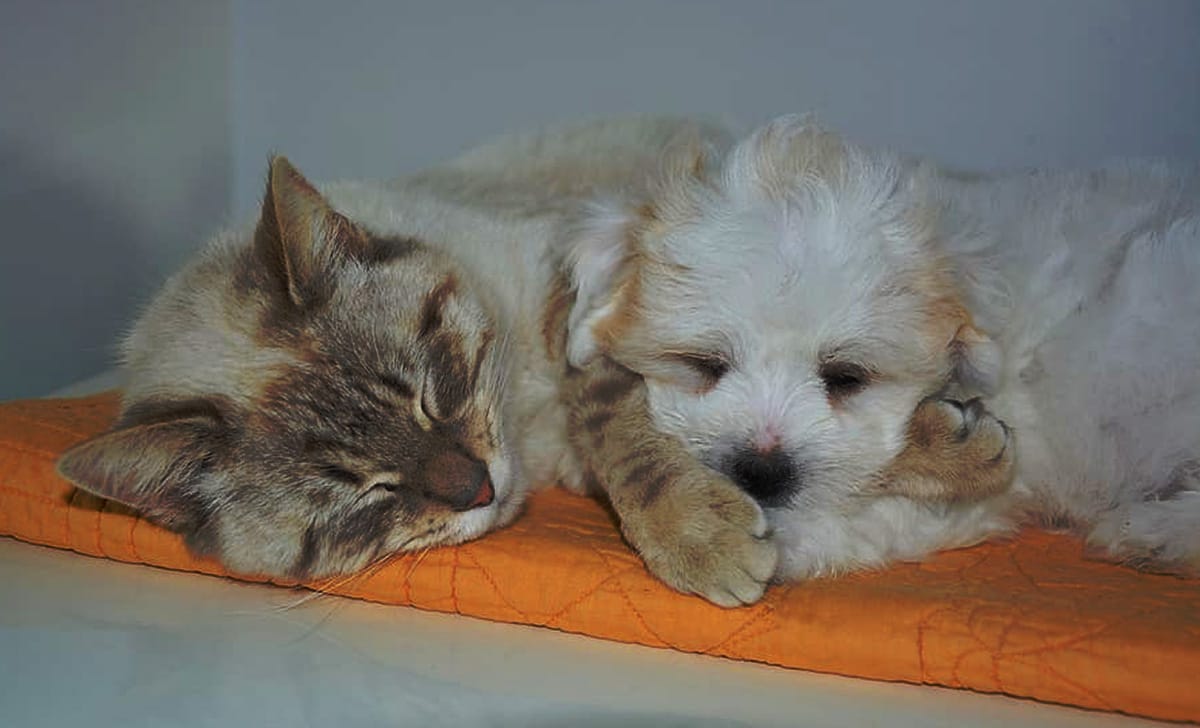 cane e gatto