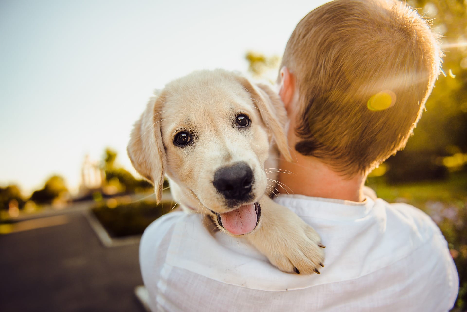 cucciolo di cane