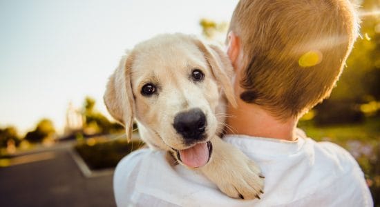 cucciolo di cane
