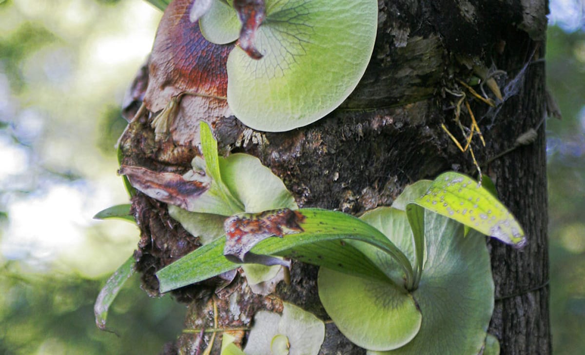 felce a corna di alce