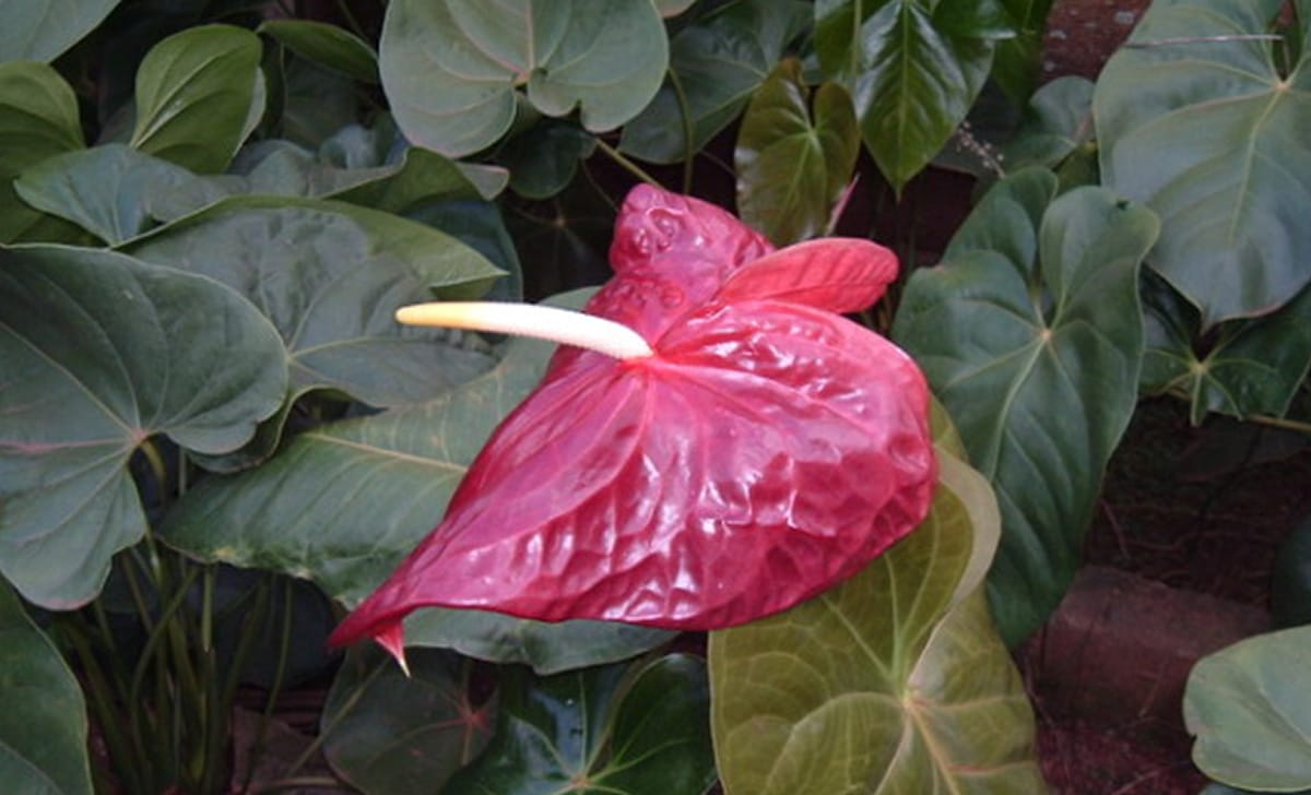 pianta dai fiori rossi