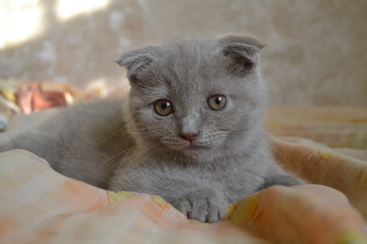 gatto scottish fold