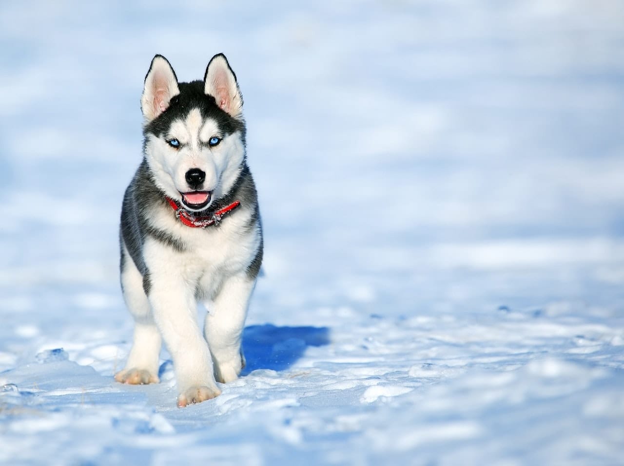 husky