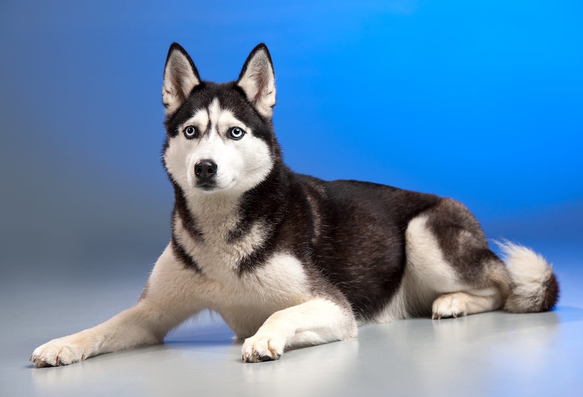 cane husky