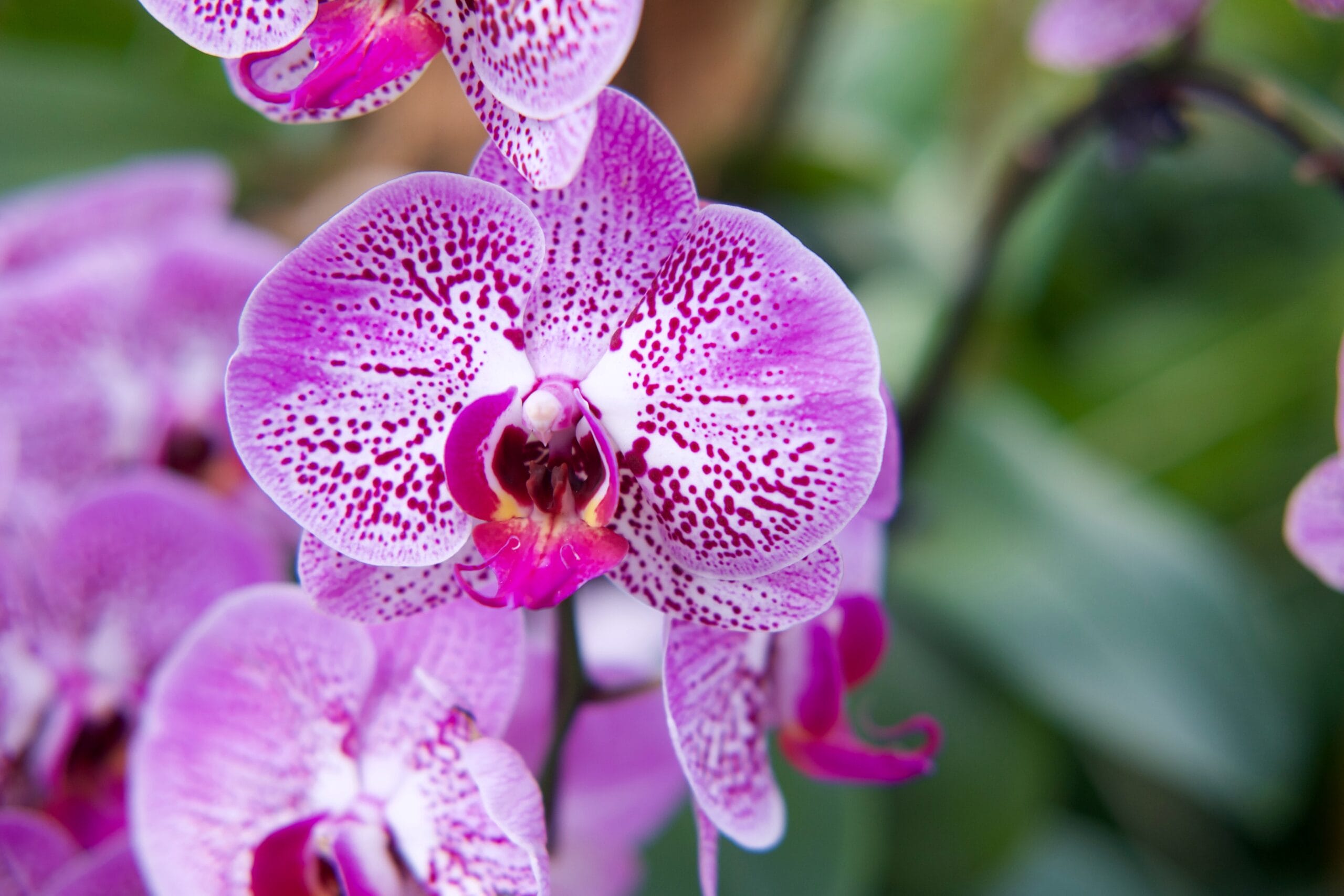 orchidea