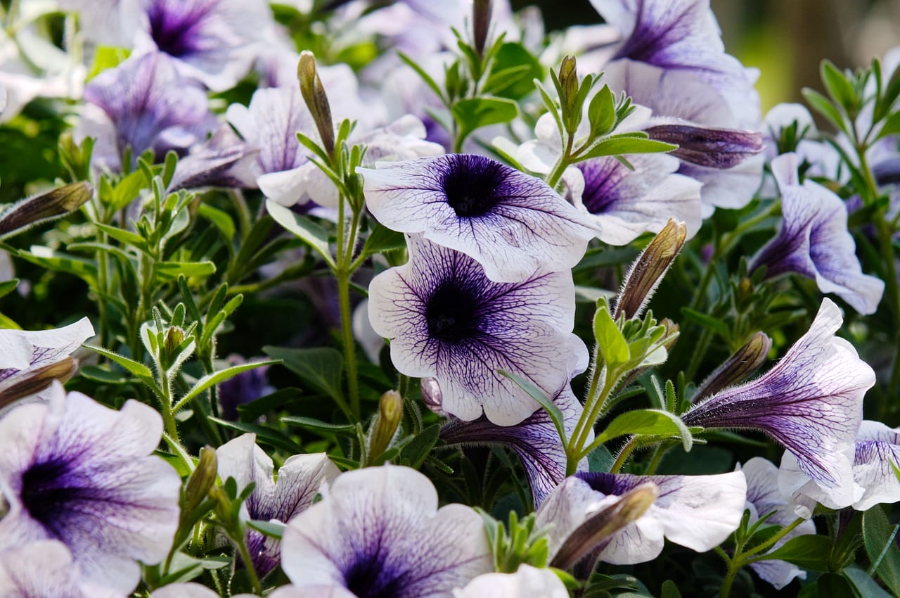 petunia