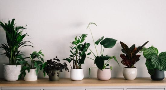piante