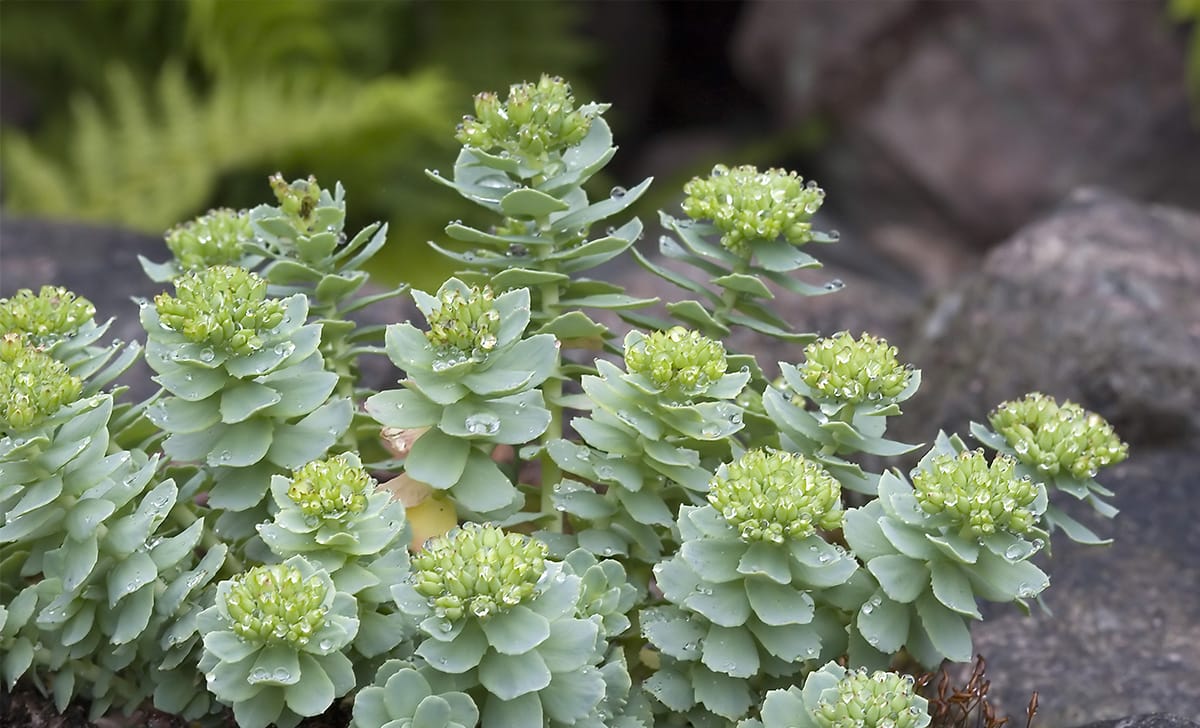 rhodiola rosea