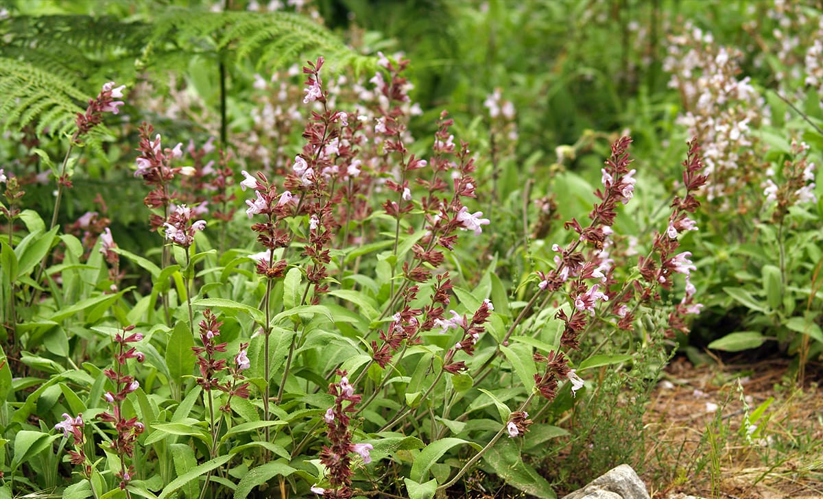 salvia