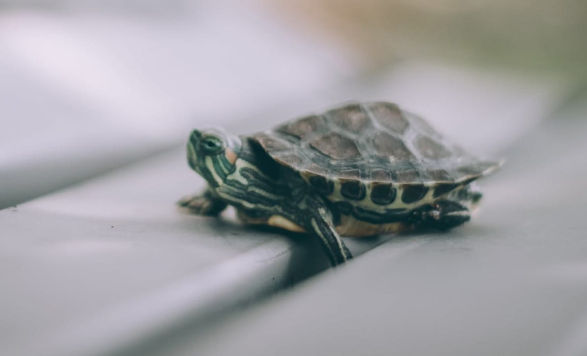 tartarughe acqua