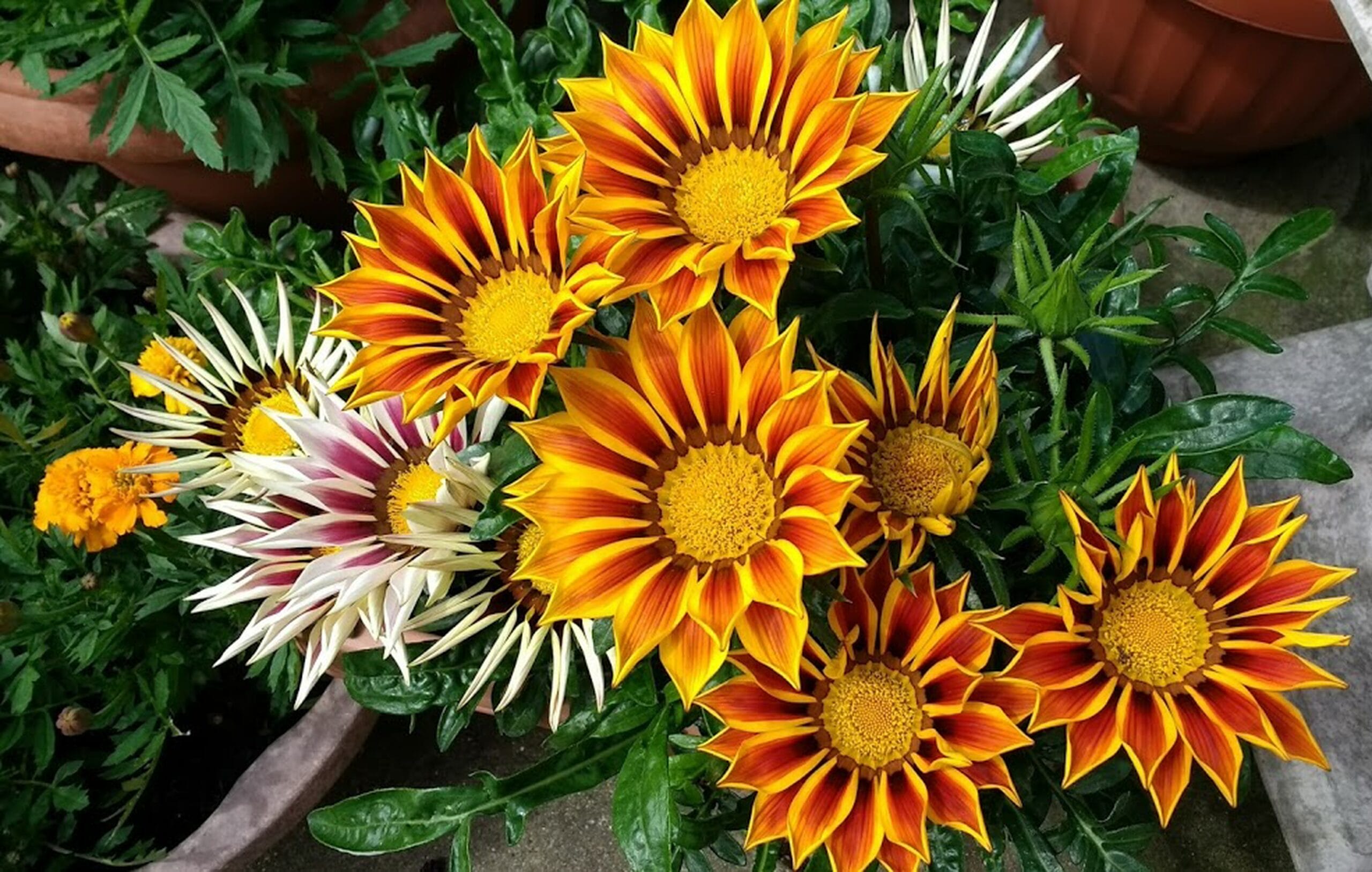 Gazania