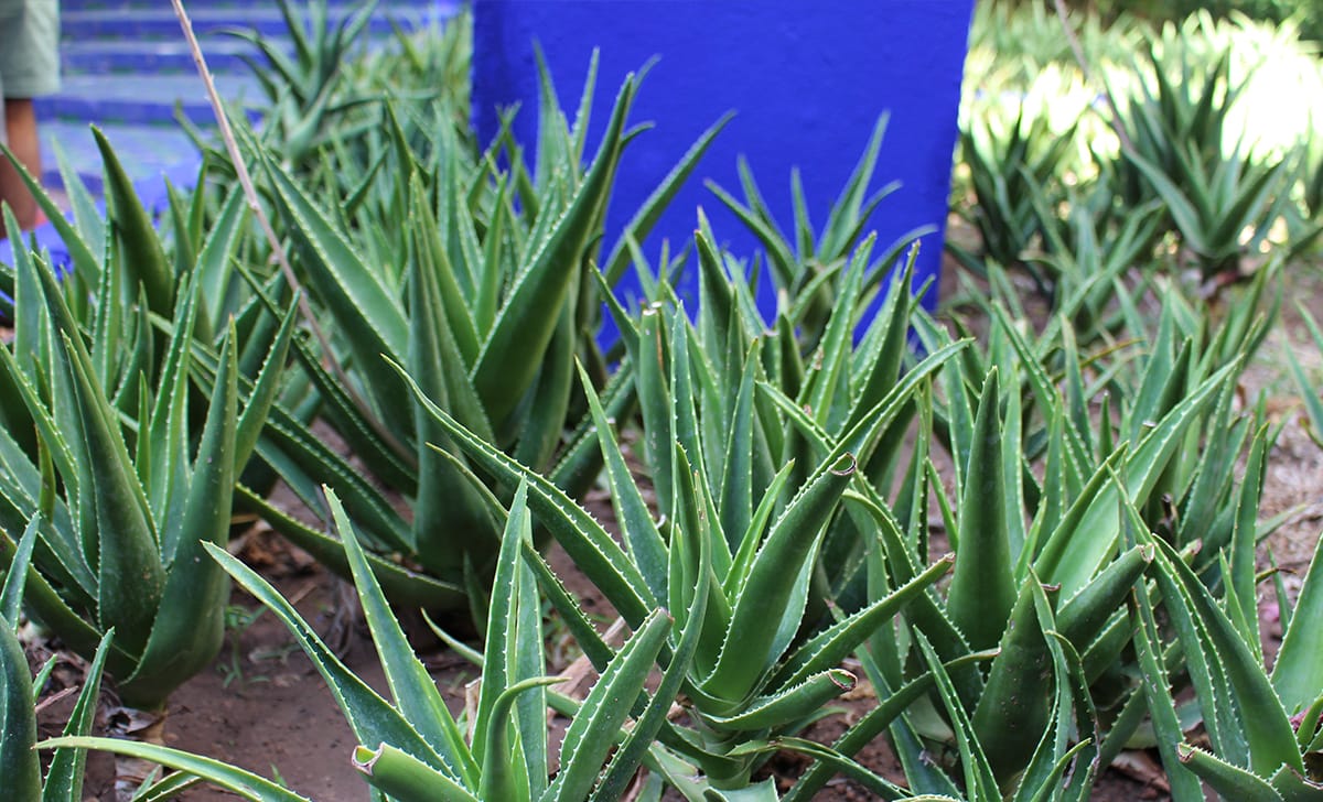 aloe
