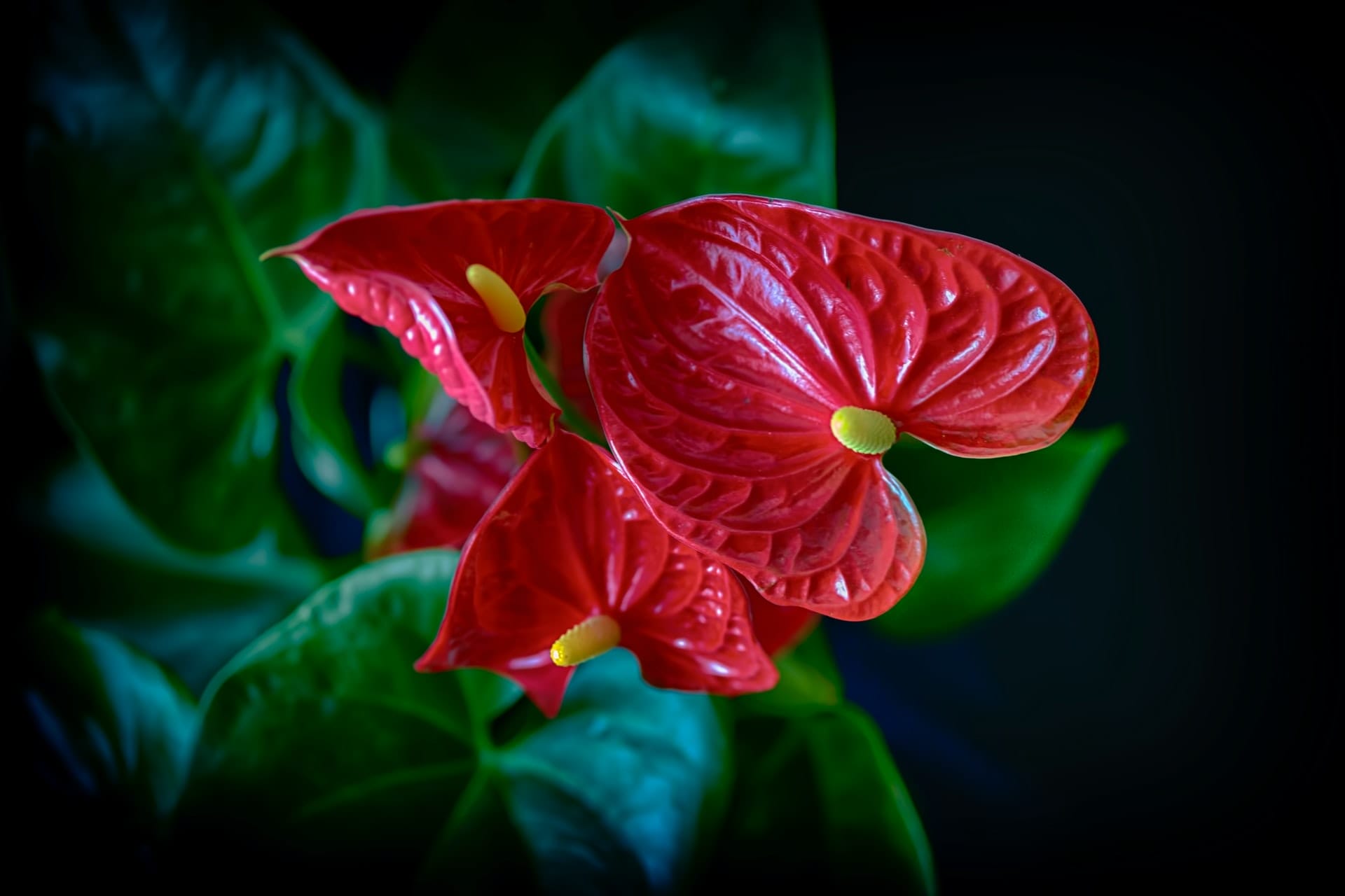 anthurium