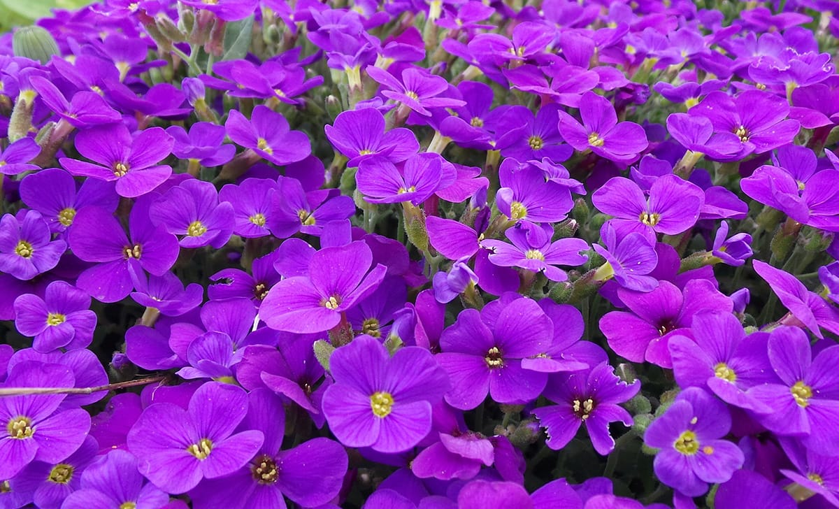 aubretia